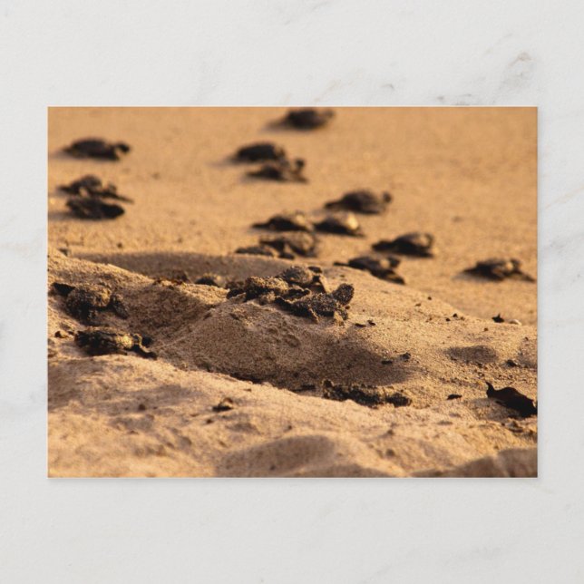 Meeresschildkröten Postkarte (Vorderseite)