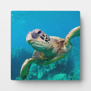 Meeresschildkröten schwimmen über dem Korallenriff Fotoplatte