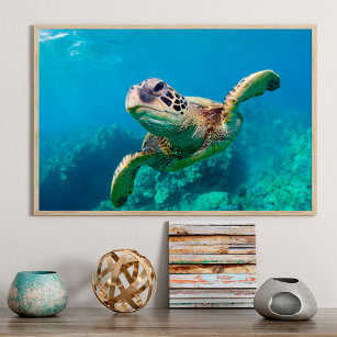 Meeresschildkröten schwimmen über dem Korallenriff Poster
