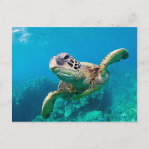 Meeresschildkröten schwimmen über dem Korallenriff Postkarte