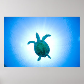 Meeresschildkrötenschwimmen unter Wasser Poster