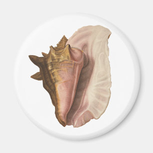 Meeresschnecke Königin Tritonschnecke Muschel, Vin Magnet