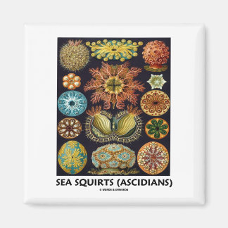 Meeresschnecken (Ascidiane - Naturkunst) Magnet