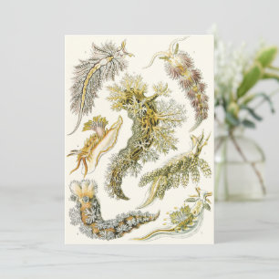 Meeresschnecken, Schnecken von Ernst Haeckel, Vint