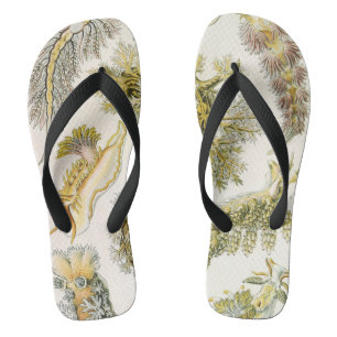 Meeresschnecken, Schnecken von Ernst Haeckel, Vint Flip Flops