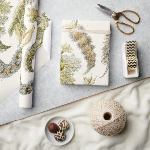 Meeresschnecken, Schnecken von Ernst Haeckel, Vint Geschenkpapier
