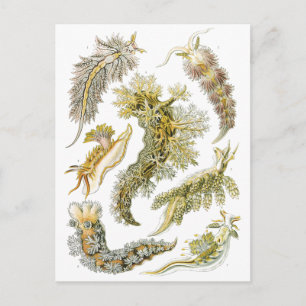 Meeresschnecken, Schnecken von Ernst Haeckel, Vint Postkarte