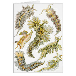 Meeresschnecken von Ernst Haeckel, Vintage Nudibra