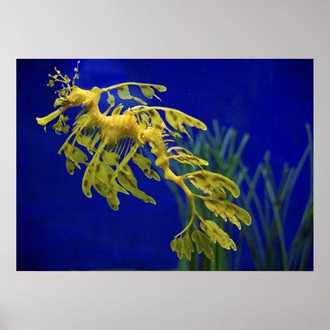 Meerestier Poster (Vorne)