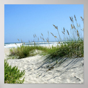 Meerestiere bei Ocracoke Poster