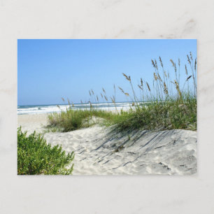 Meerestiere bei Ocracoke Postkarte
