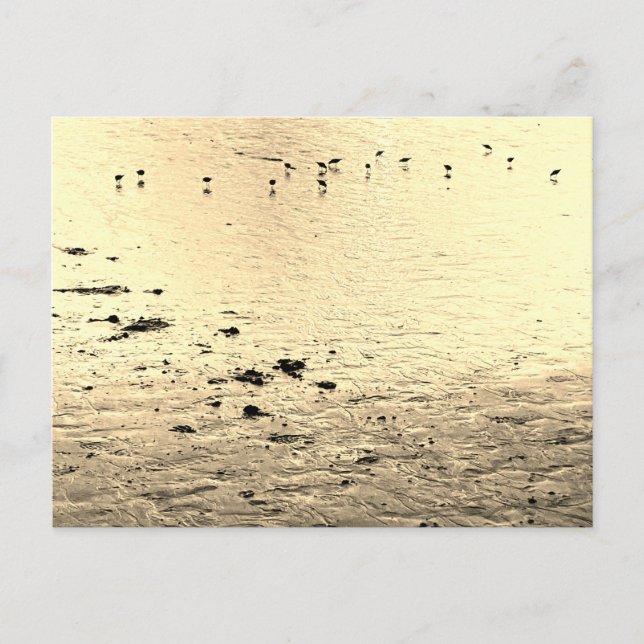 Meeresvögel in Sepia Postkarte (Vorderseite)