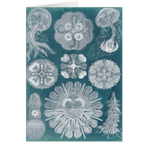 Meereswelt Blueprint IV