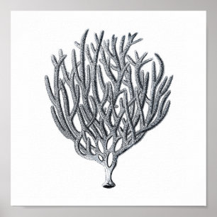 Meereswelt Gruppe12A Print 1 Poster