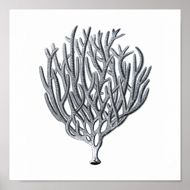 Meereswelt Gruppe12A Print 1 Poster (Vorne)