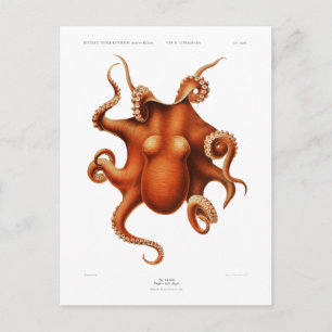 Meereswelt "OCTOPUS" POSTCARD Postkarte