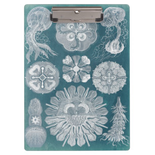 Meereswelt-Plan IV Klemmbrett