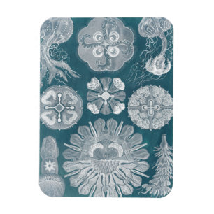 Meereswelt-Plan IV Magnet