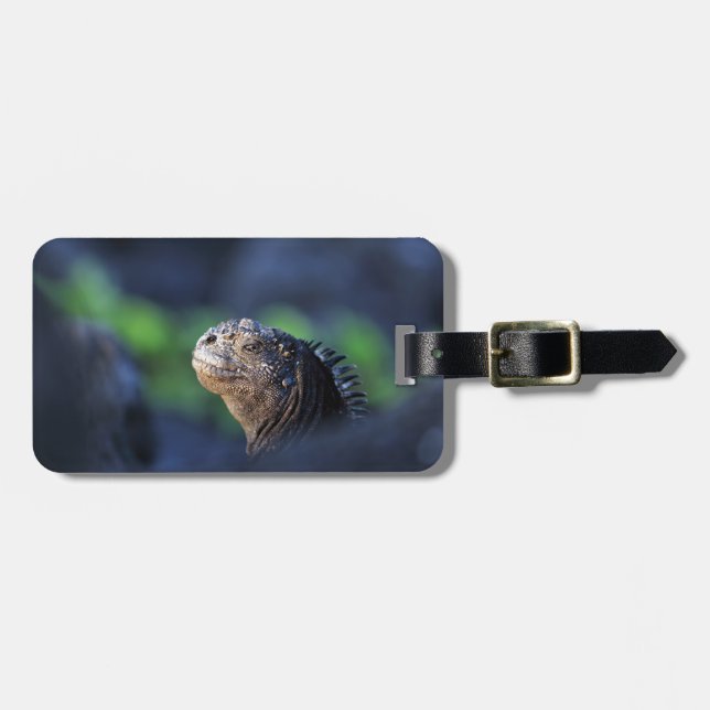 Meeriguana-Galapagos-Inseln Gepäckanhänger (Vorderseite horizontal)