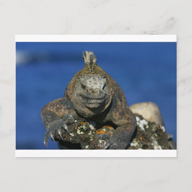Meeriguana-Galapagos-Inseln Postkarte (Vorderseite)