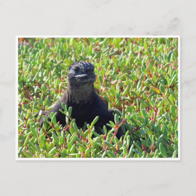 Meeriguana Postkarte (Vorderseite)