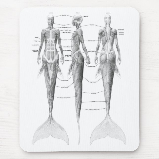 MEERJUNGFRAU-ANATOMIE MOUSEPAD (Vorne)