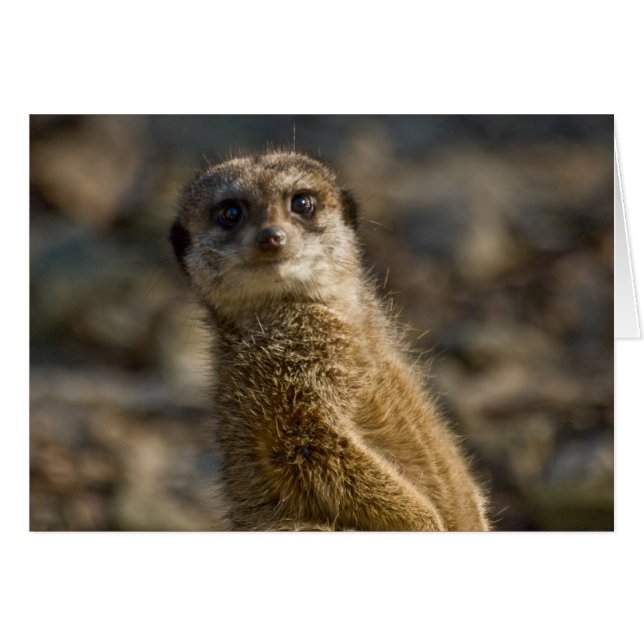 Meerkat (Vorderseite (Horizontal))