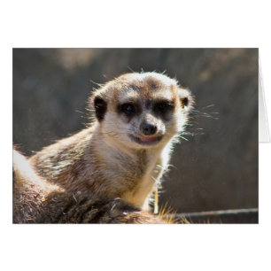 Meerkat