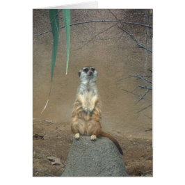 Meerkat
