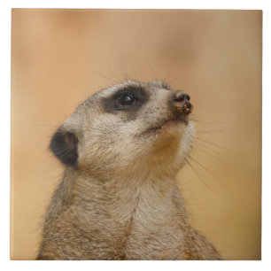Meerkat 001 von JAMFoto Fliese