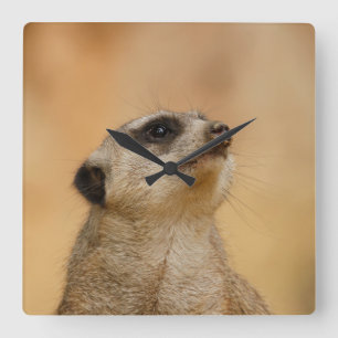 Meerkat 001 von JAMFoto Quadratische Wanduhr