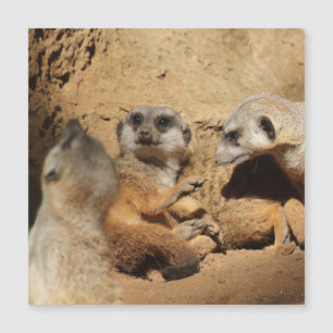 Meerkat 002 magnetkarte
