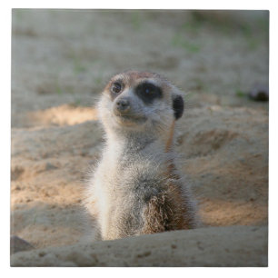 Meerkat 004 fliese