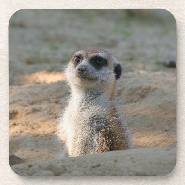 Meerkat 004 getränkeuntersetzer (Vorderseite)