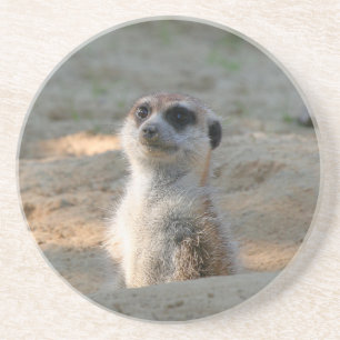 Meerkat 004 getränkeuntersetzer