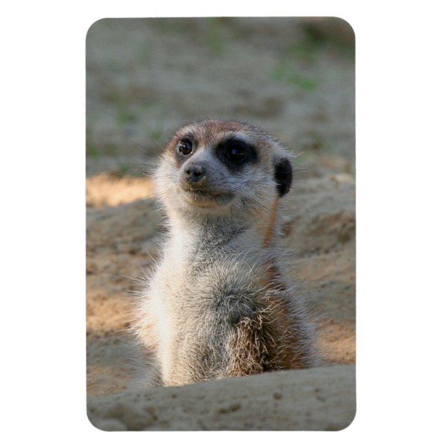 Meerkat 004 magnet (Vertikal)