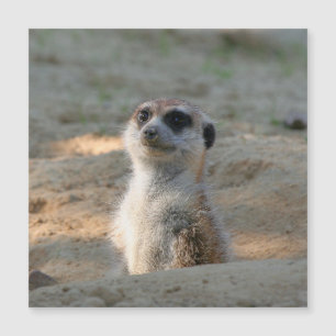 Meerkat 004 magnetkarte