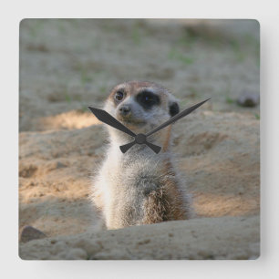 Meerkat 004 quadratische wanduhr