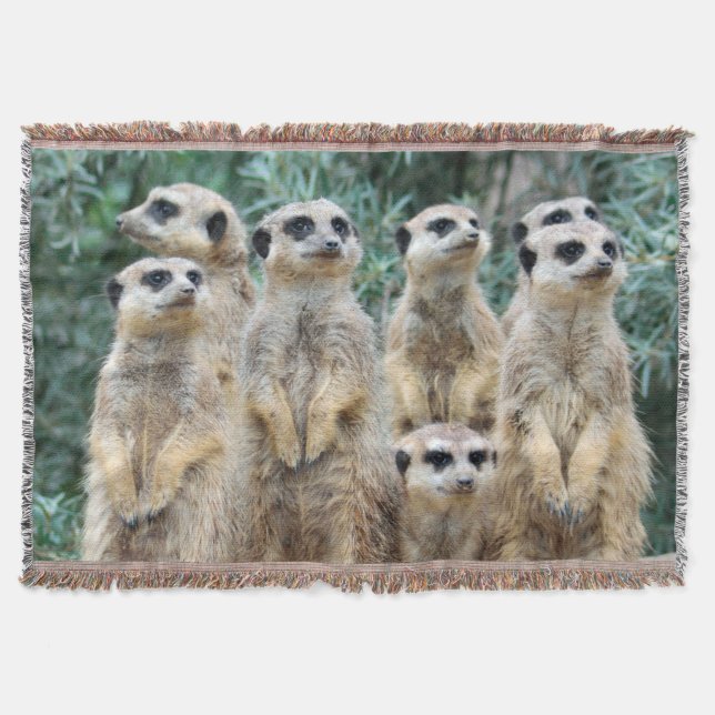 Meerkat 006 decke (Vorderseite)