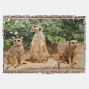 Meerkat 008 decke
