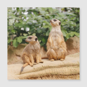 Meerkat 009 magnetkarte