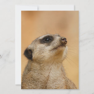 Meerkat 011 feiertagskarte