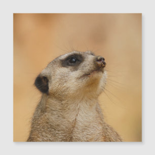 Meerkat 011 magnetkarte