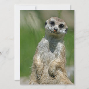 Meerkat 013 feiertagskarte
