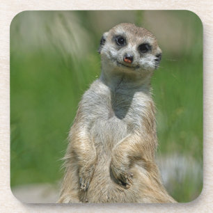 Meerkat 013 getränkeuntersetzer