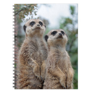 Meerkat 013 notizblock