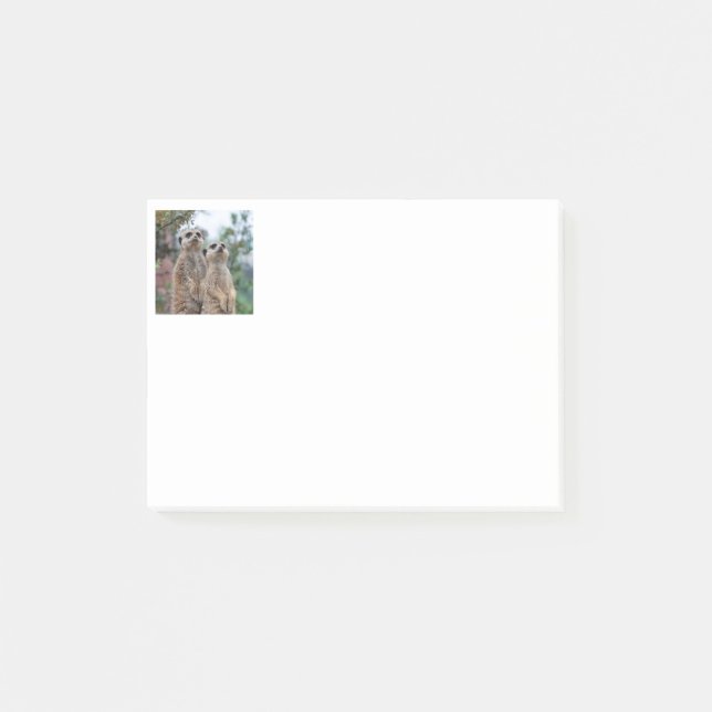 Meerkat 013 post-it klebezettel (Vorderseite)