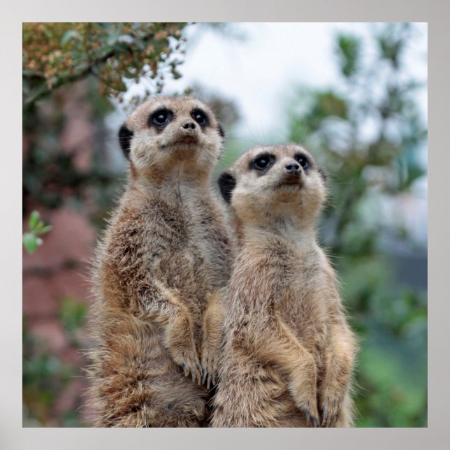 Meerkat 013 poster (Vorne)
