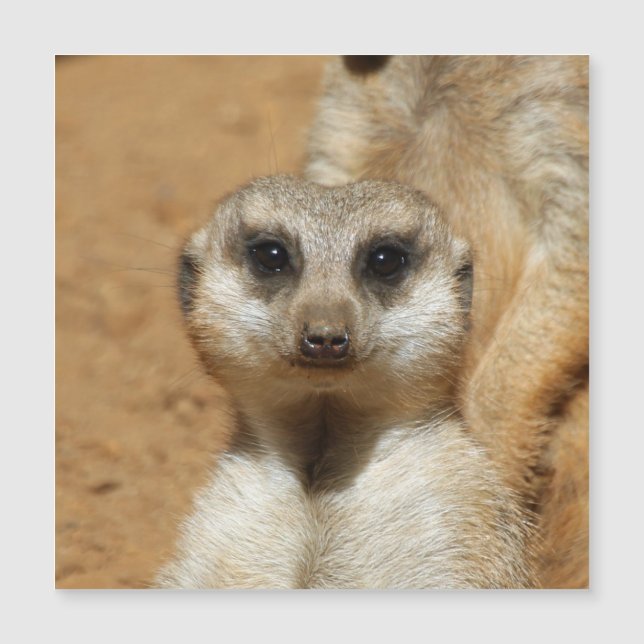 Meerkat 016 magnetkarte (Vorderseite)