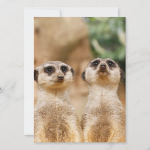 Meerkat 017 feiertagskarte